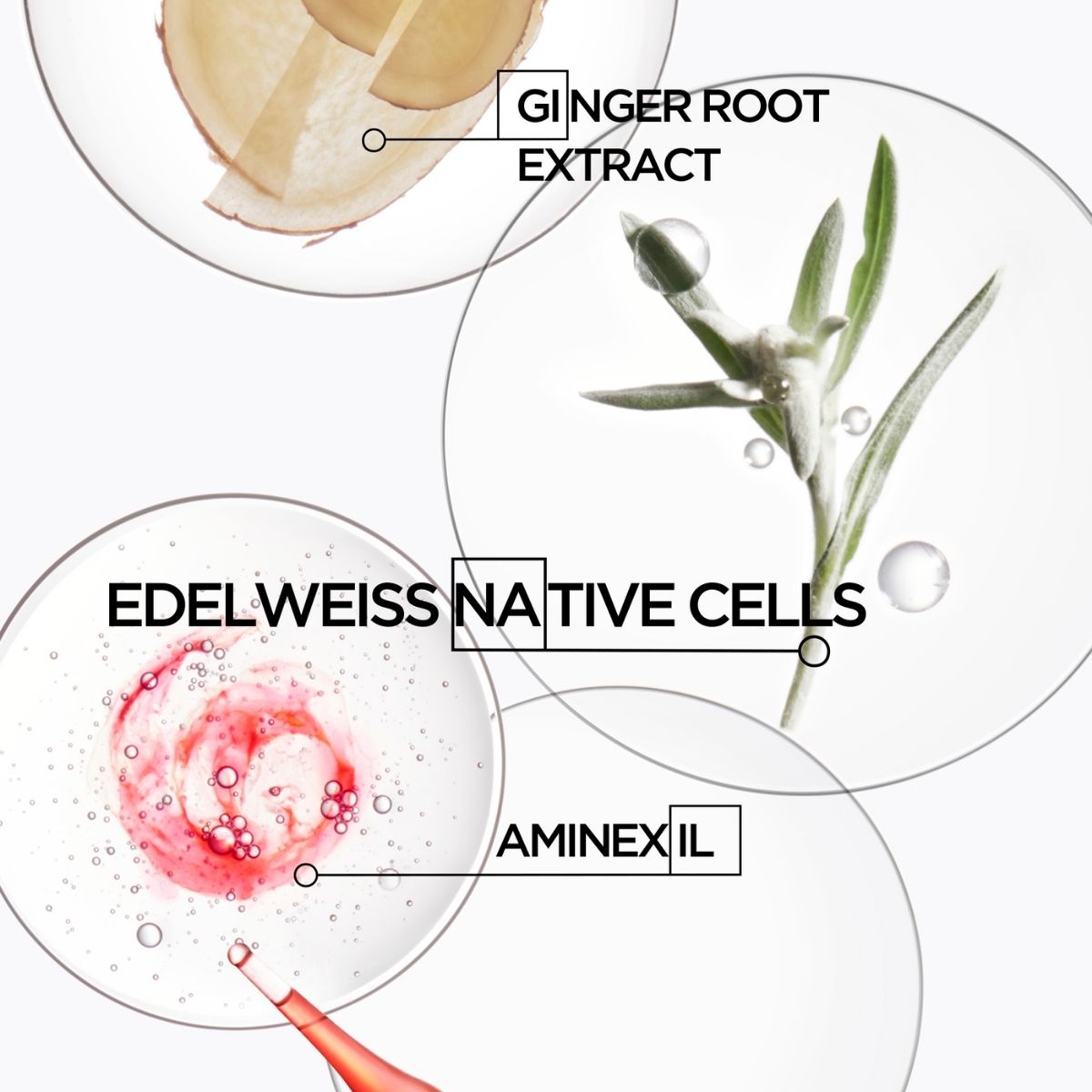 Diagram showing key ingredients of Kérastase Genesis line on a white background — Ginger Root Extract, Edelweiss Native Cells, and Aminexil, with labeled components.